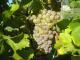 Muscat Grape