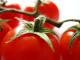 TOMATOES!
