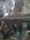 DMANBURGER "Shake Shack"