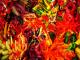 Chiles - Scoville Ratings