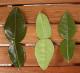 How To Use Kaffir Lime Leaves