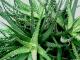 Health Benefits Of Aloe Vera