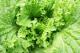 How To Store Lettuce