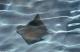 Save the bay, eat a ray