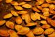 Four Recipes To Be Made With Roasted Pumpkin Seed