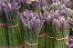 Interesting Facts About Asparagus