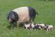 Hog Farmers Look At Specialty Breeds Of Swine For More Profit