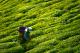 The Many Uses Of Tea