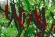 Chillies