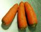 Carrot For Weight Loss 