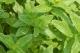 Mint For Weight Loss