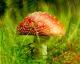 Mushroom For Weight Loss