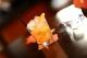 Alcohol Law In Australia