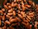 Top 10 Nickel Rich Foods For Children