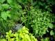 Spring Pesto