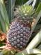 10 Reasons To Eat Pineapple For Breakfast