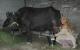 Benefits Of Buffalo Milk