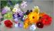 The Wonder of Edible Flowers!
