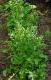 ‘rocket’ Herb Relives Gastric Ulcers