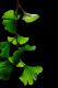 Ginkgo- The Living Fossil May Cure Neuropathic Pain