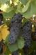 About Australian Grapevines 