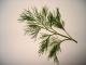 Herbal Remedies For Atrial Fibrillation
