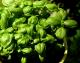 How To Store Basil?