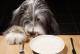 How To Make Homemade Dry Dog Food?