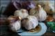History of Garlic as food