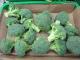 When To Harvest Broccoli