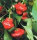 Jamaican Hot Chili