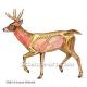 How To Bone Out A Deer 