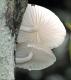 History Of Mushrooms As Food