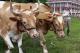 College To Slaughter & Eat Its Own Mascots For Sustainable Living 