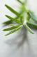 How To Eat Rosemary?