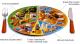 What can I eat in phase 1 of the South Beach Diet?