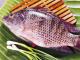 How To Store Fresh Fish?