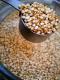 What Makes Quinoa Wondrous?