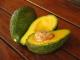 History Of Avocados As Food 