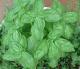 Basil Is One Of The Most Widely Used Herbs In The World