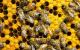 How To Save Bees From Disappearing