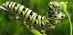 Man Held For 'Eating' 207 Pounds Of Caterpillars 