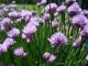 History Of Chives As Food