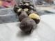 Tips To Make Chocolate Balls For A Perfect Dinner Party