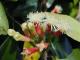 Interesting Facts About Cloves