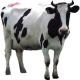 Benefits of Cow Milk