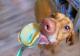 Dog Learnt How To Eat Peanut Butter From Ifood.tv