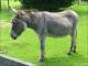 Benefits of Donkey Milk