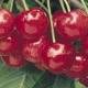 What Are The health Benefits Of Chasteberry?