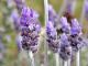  Herbal Remedies For Tenia Versicolor.